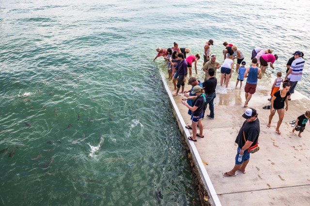 The fish know that they are about to be fed